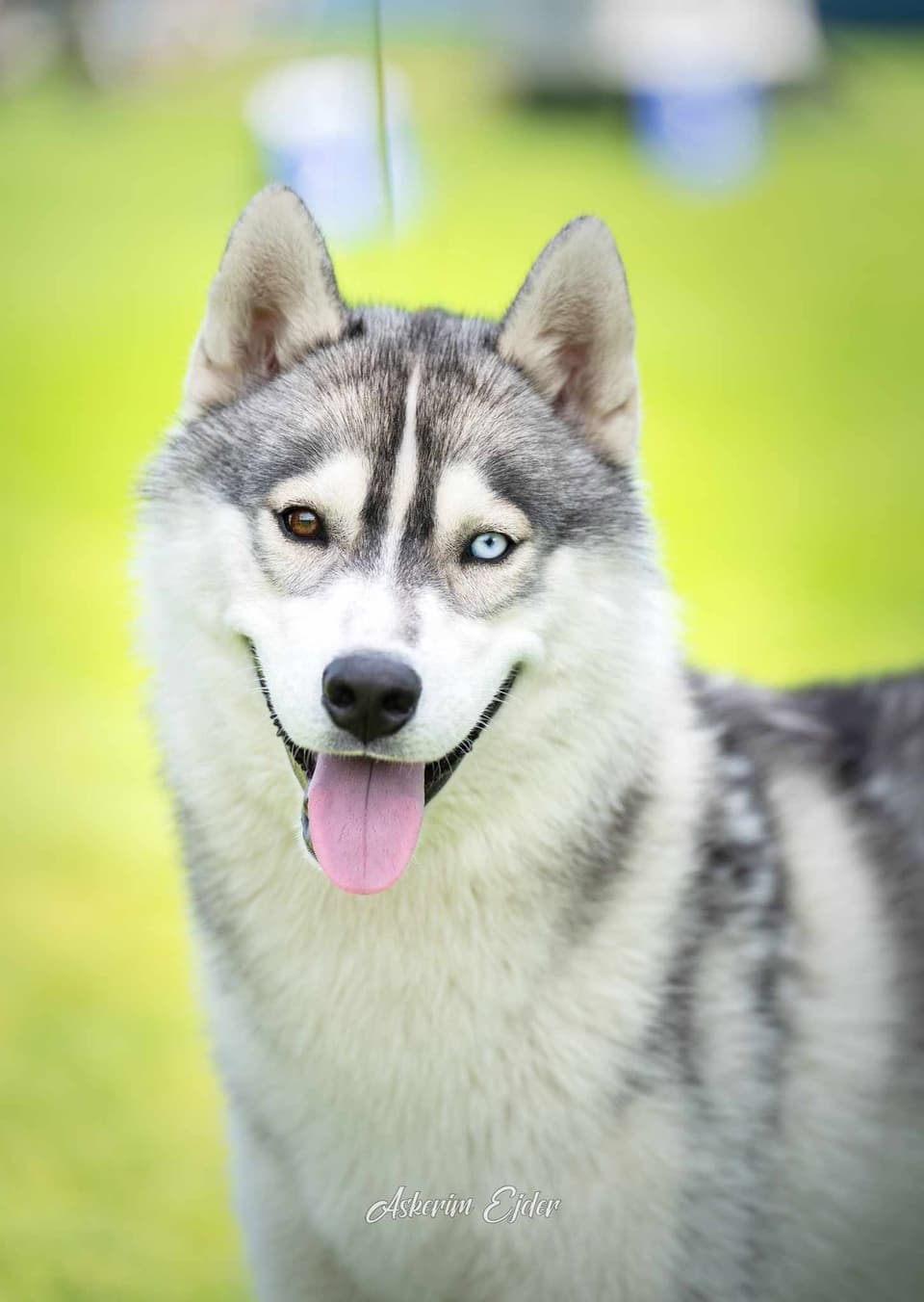 Suka siberian husky Mira o różnobarwnych oczach — portret wystawowy, hodowla The Volley of Freedom