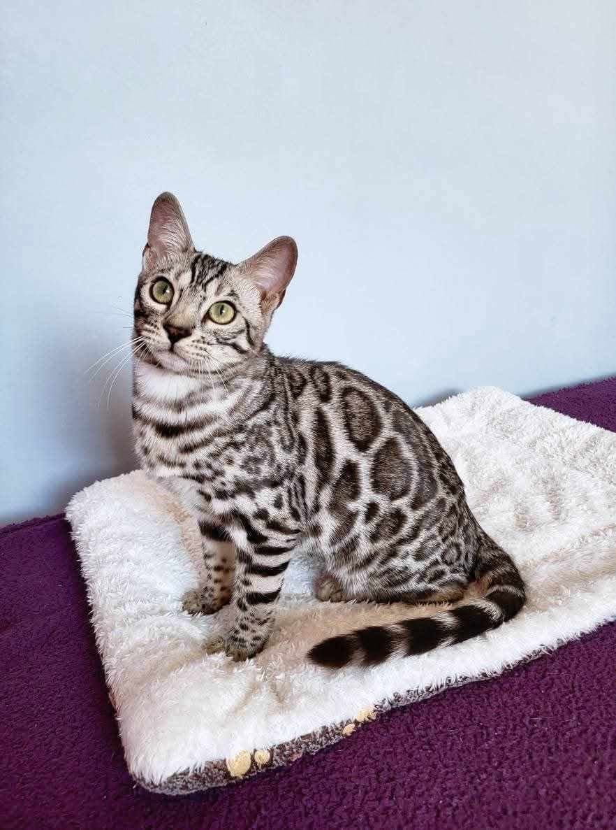 Kotka bengalska silver charcoal na białym kocu — hodowla Felki PL