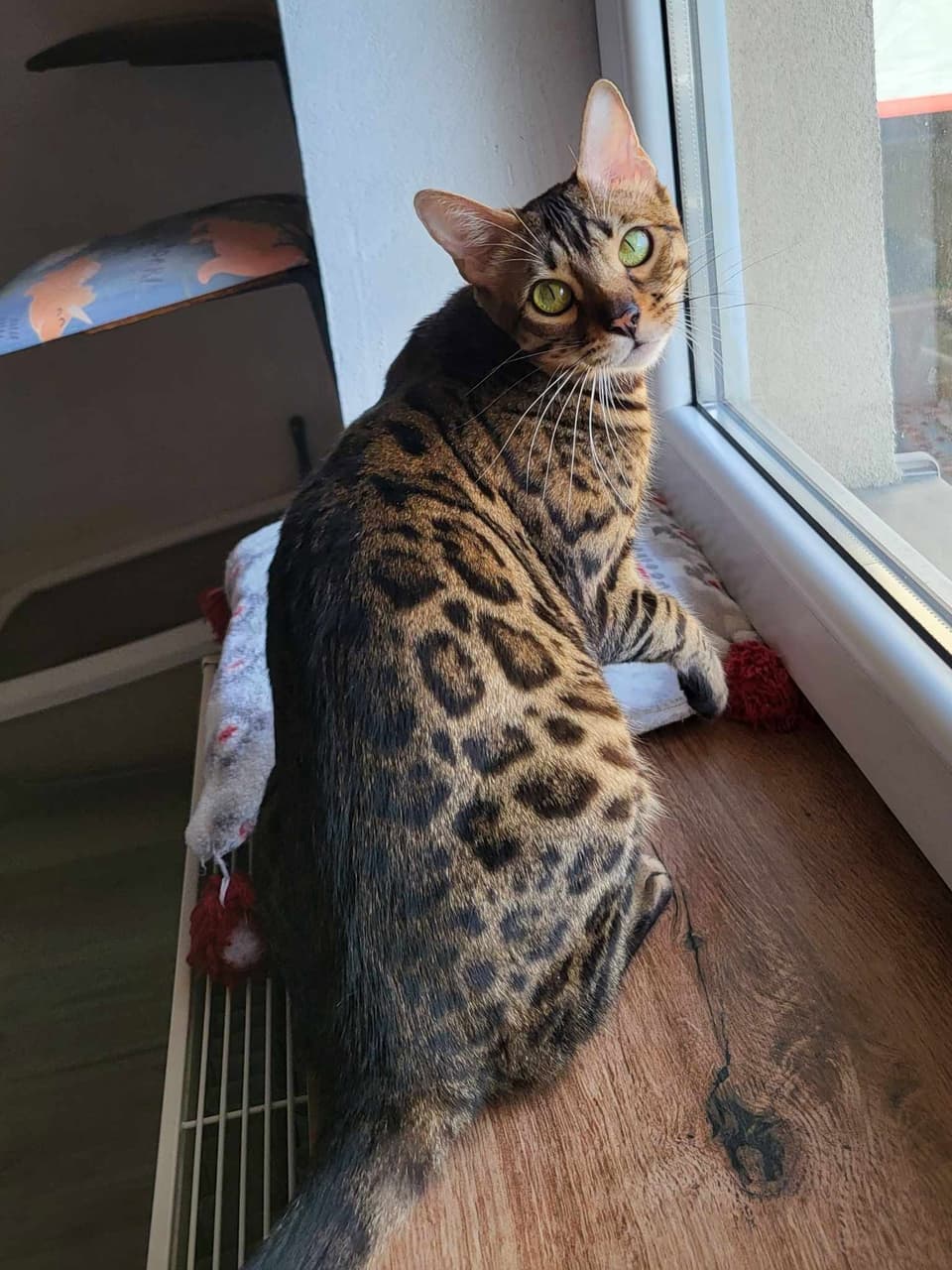 Kocur bengalski brown spotted Aslan przy oknie, hodowla kotów bengalskich Felki PL