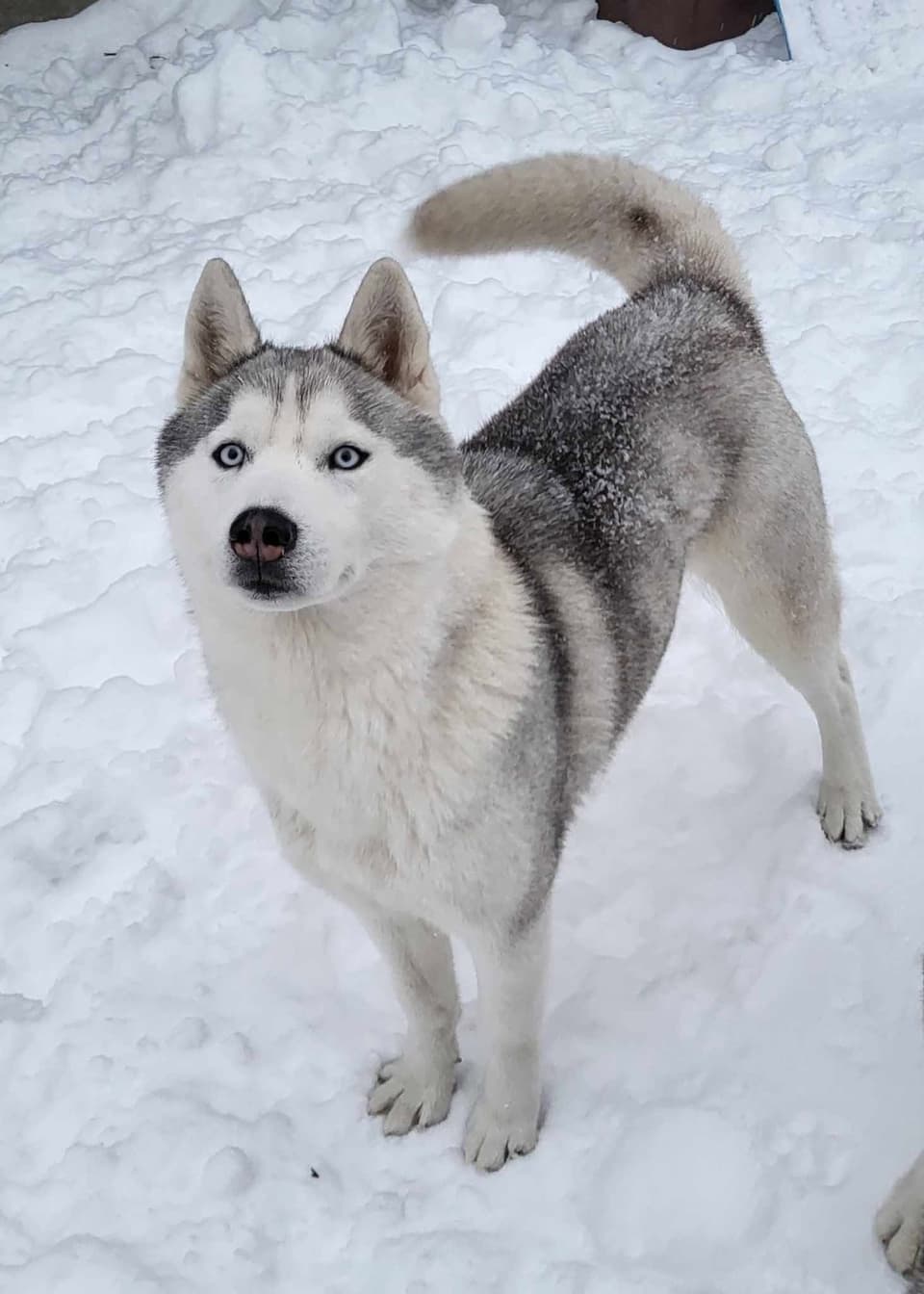 Siberian husky o niebieskich oczach stojący w śniegu — hodowla The Volley of Freedom
