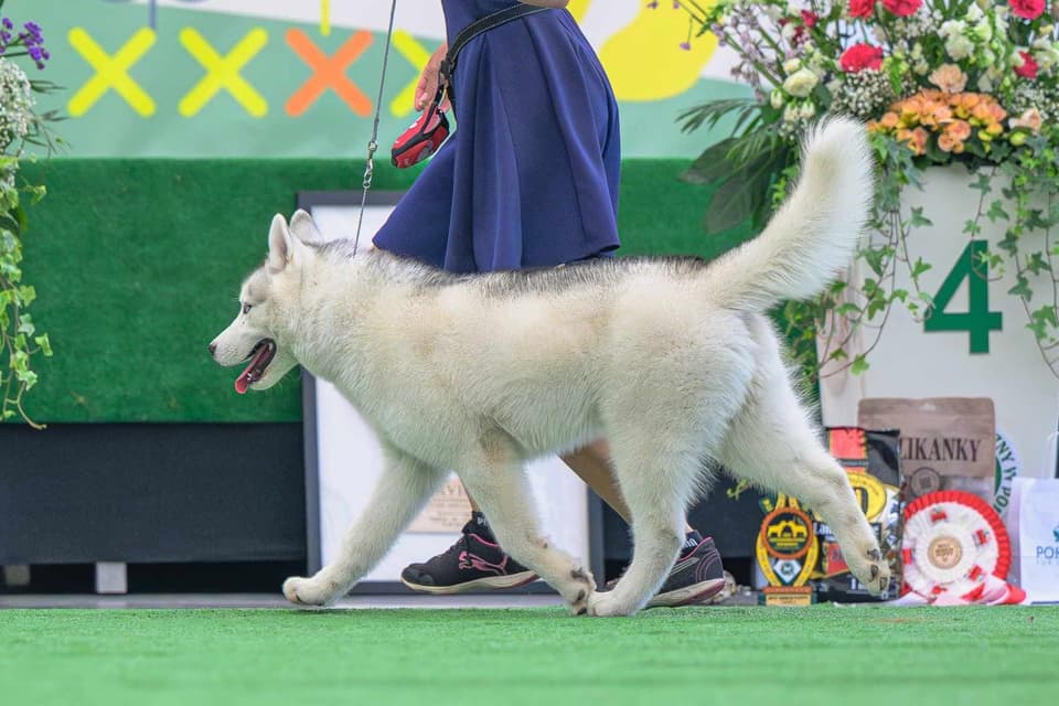 Siberian husky w kłusie na ringu wystawowym — hodowla The Volley of Freedom