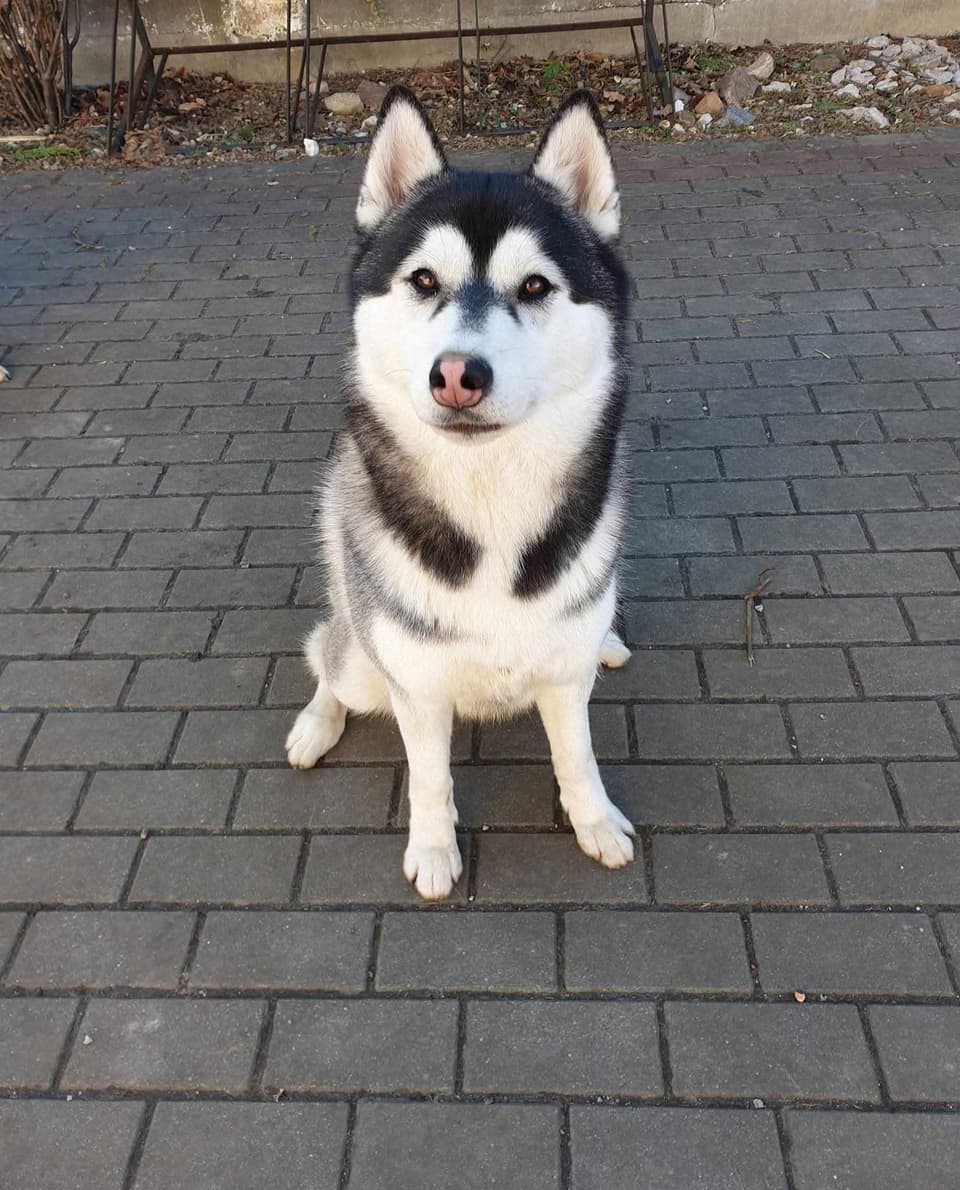 Czarno-biały siberian husky Demon siedzący na kostce brukowej, hodowla The Volley of Freedom