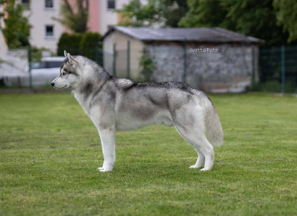 Siberian husky w pozycji wystawowej na trawie — hodowla The Volley of Freedom
