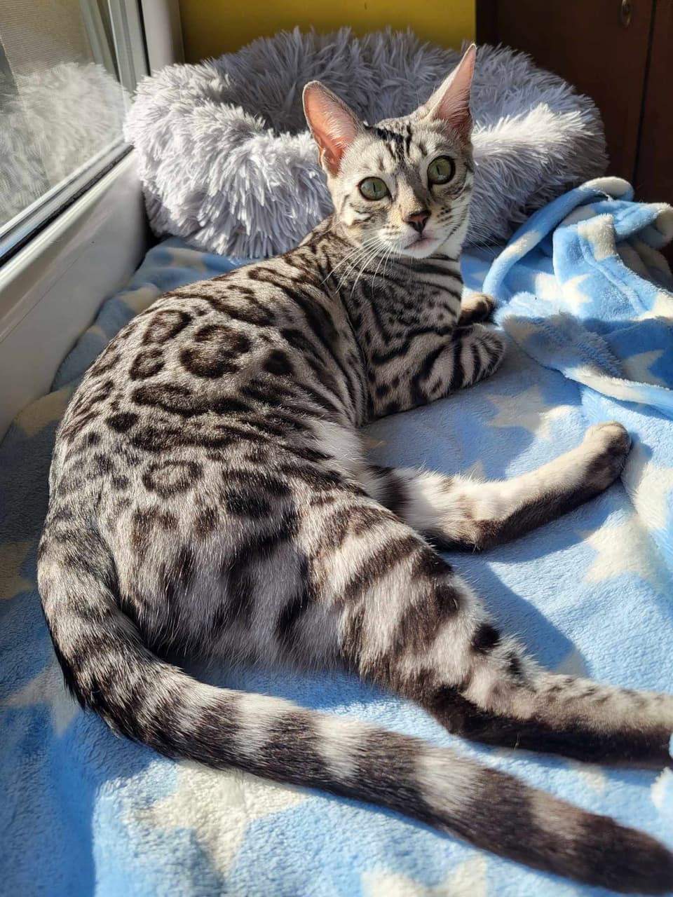 Kocur bengalski silver spotted Orion na tle okna, hodowla kotów bengalskich Felki PL