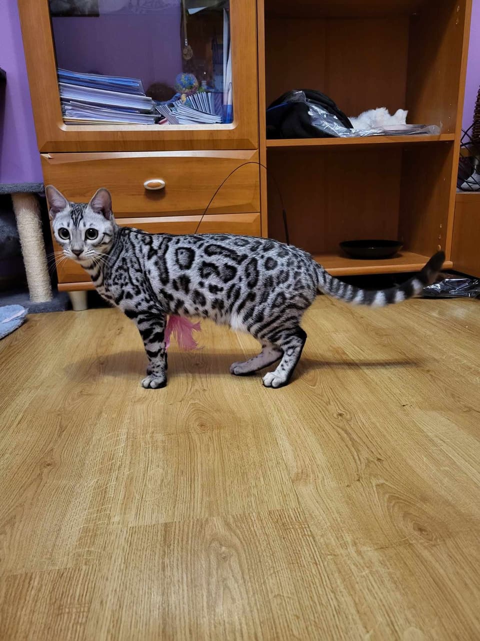 Kot bengalski silver w ruchu na tle jasnej ściany — hodowla Felki PL