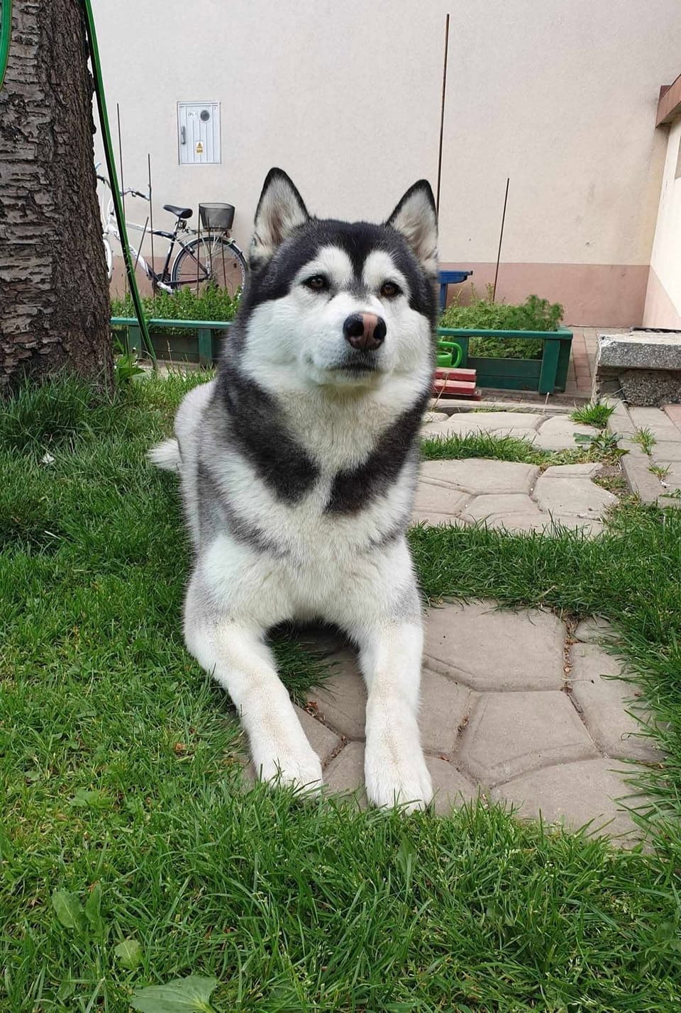 Szczenię siberian husky Dakota z miotu D odpoczywające w ogrodzie, hodowla The Volley of Freedom