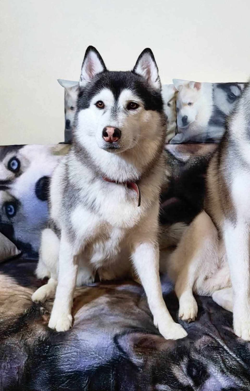 Szczenię siberian husky Draco na kanapie obok taty, hodowla The Volley of Freedom
