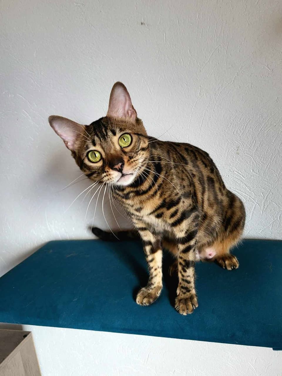 Kotka bengalska brown rosetted Bastet — założycielka linii hodowli Felki PL