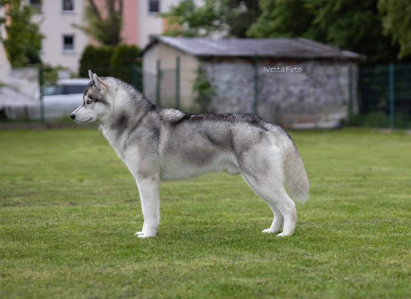Siberian husky o niebieskich oczach z profilu — hodowla The Volley of Freedom (FCI)