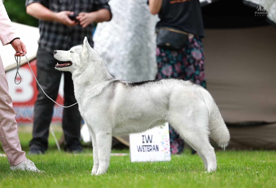 Biały siberian husky z hodowli The Volley of Freedom na tle lasu